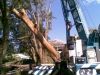 Removing a large tree with a crane.